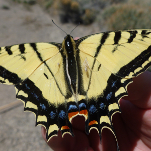 Two-tailed swallowtail