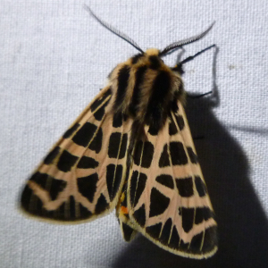 Tiger moth