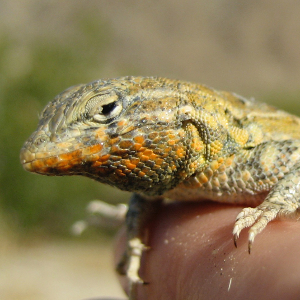 Western side-blotched lizard