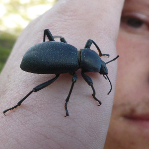 Beetle and Josh