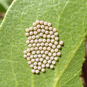 Eggs on greenleaf manzanita leaf