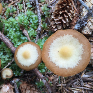 Alaska fungi