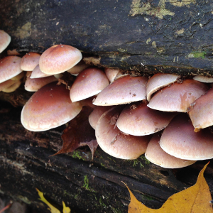 Fungi, Hinckley Reservation, Ohio