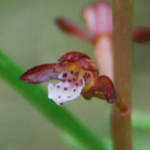 Spotted coralroot
