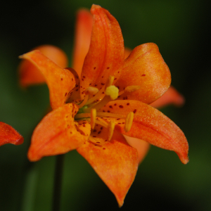 Sierra tiger lily